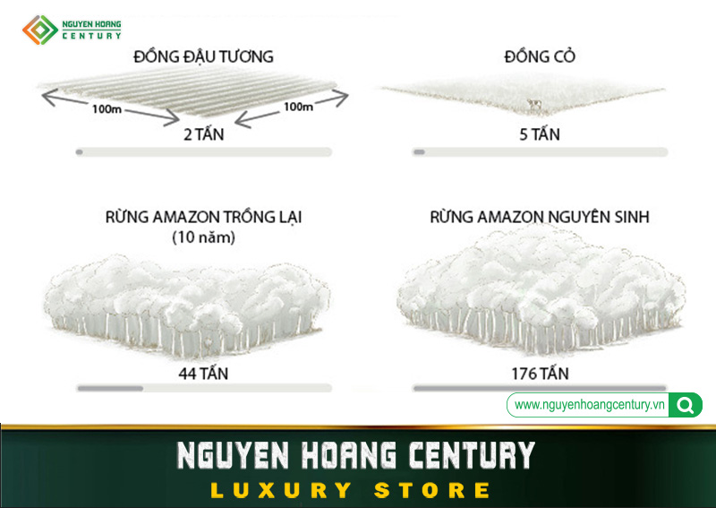 Lượng tín chỉ Carbon của rừng Amazon