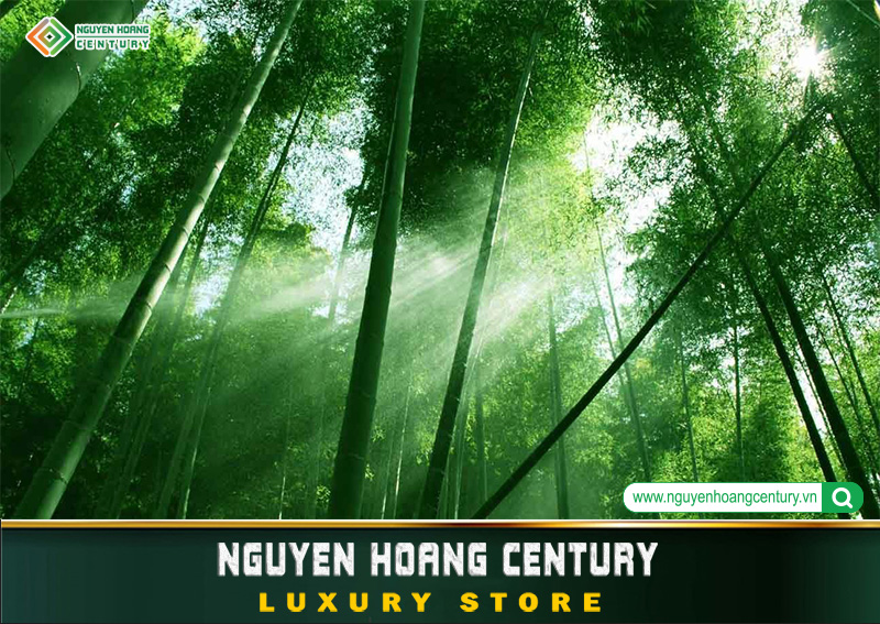 Khai thác kinh tế từ việc trồng rừng tre bán tín chỉ carbon