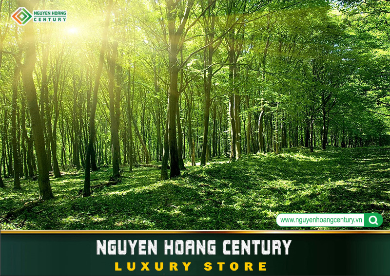 Chuyển nhượng carbon rừng