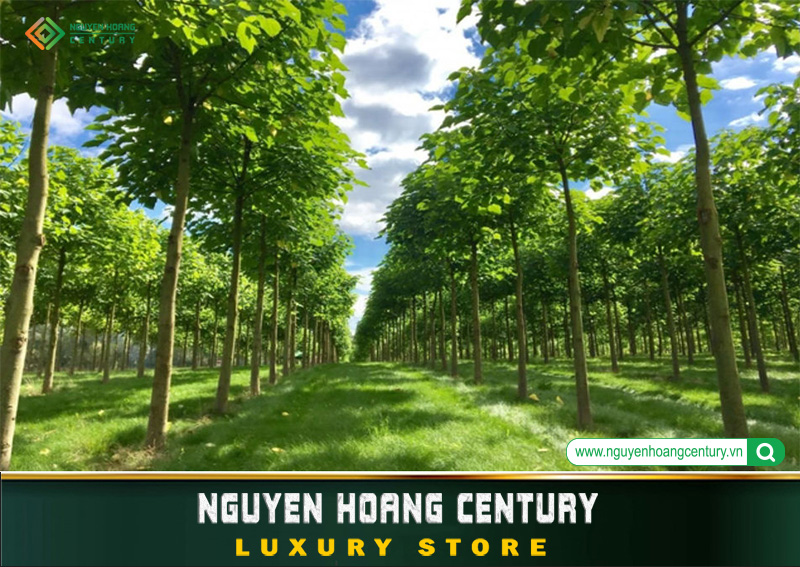 Quy định về đất cho trồng rừng mới đáp ứng tiêu chuẩn carbon rừng